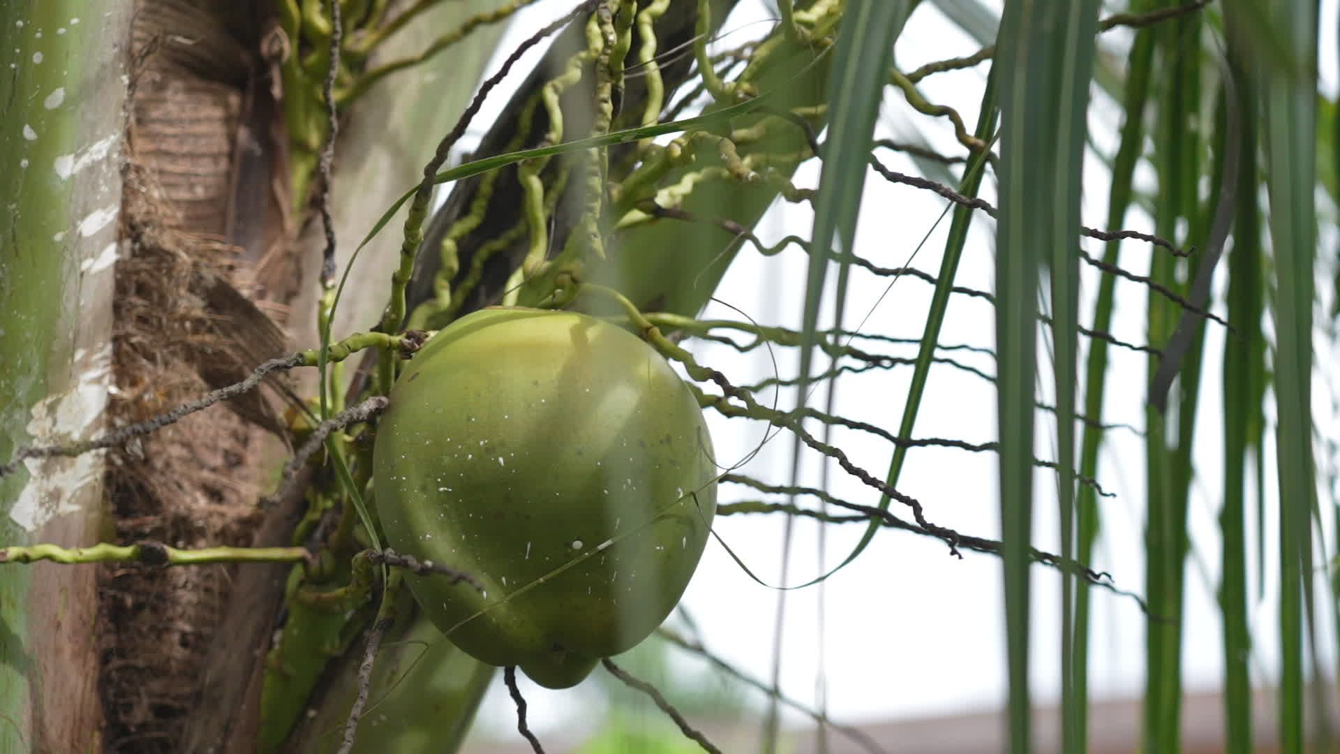 Close-Up of Ripe Coconut on Tree in Tropical Climate Free Stock Video ...