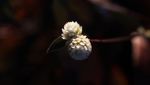 Vidéo De Fleurs à L'aube