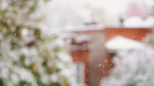 冬季从天上掉下来的雪