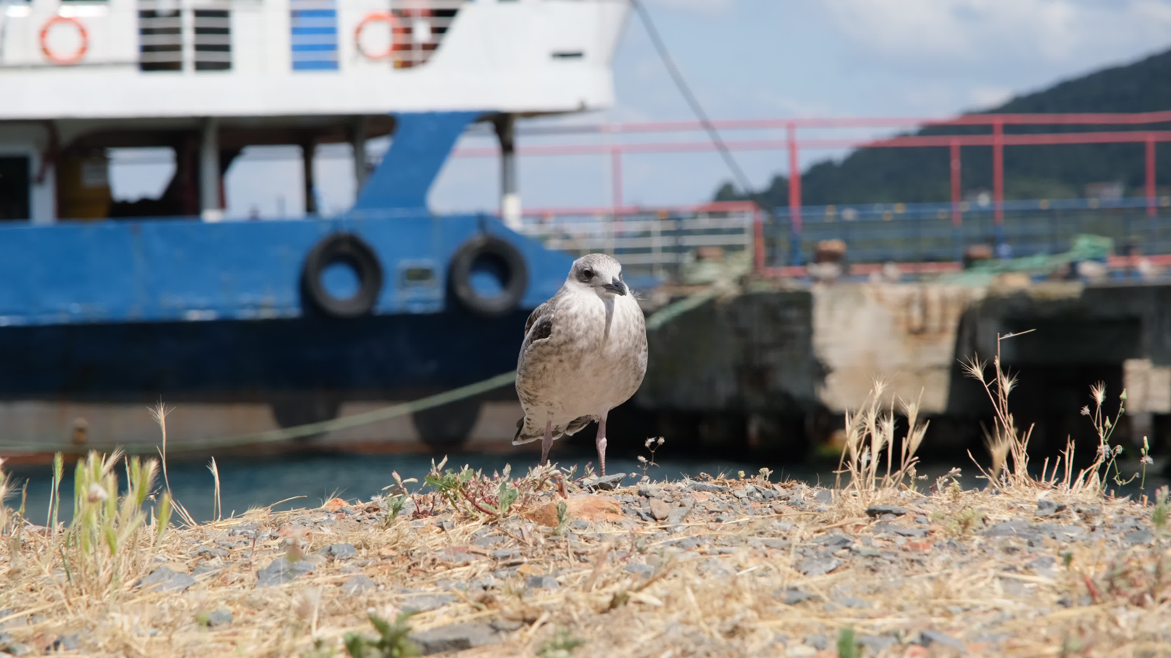 Gull Duvar Kagidi Videos, Download The BEST Free 4k Stock Video Footage ...