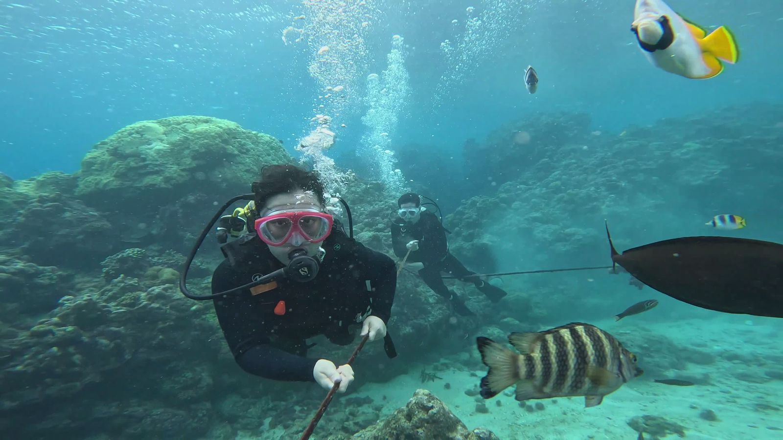 Scuba Diver Exploring Vibrant Coral Reef Free Stock Video Footage ...