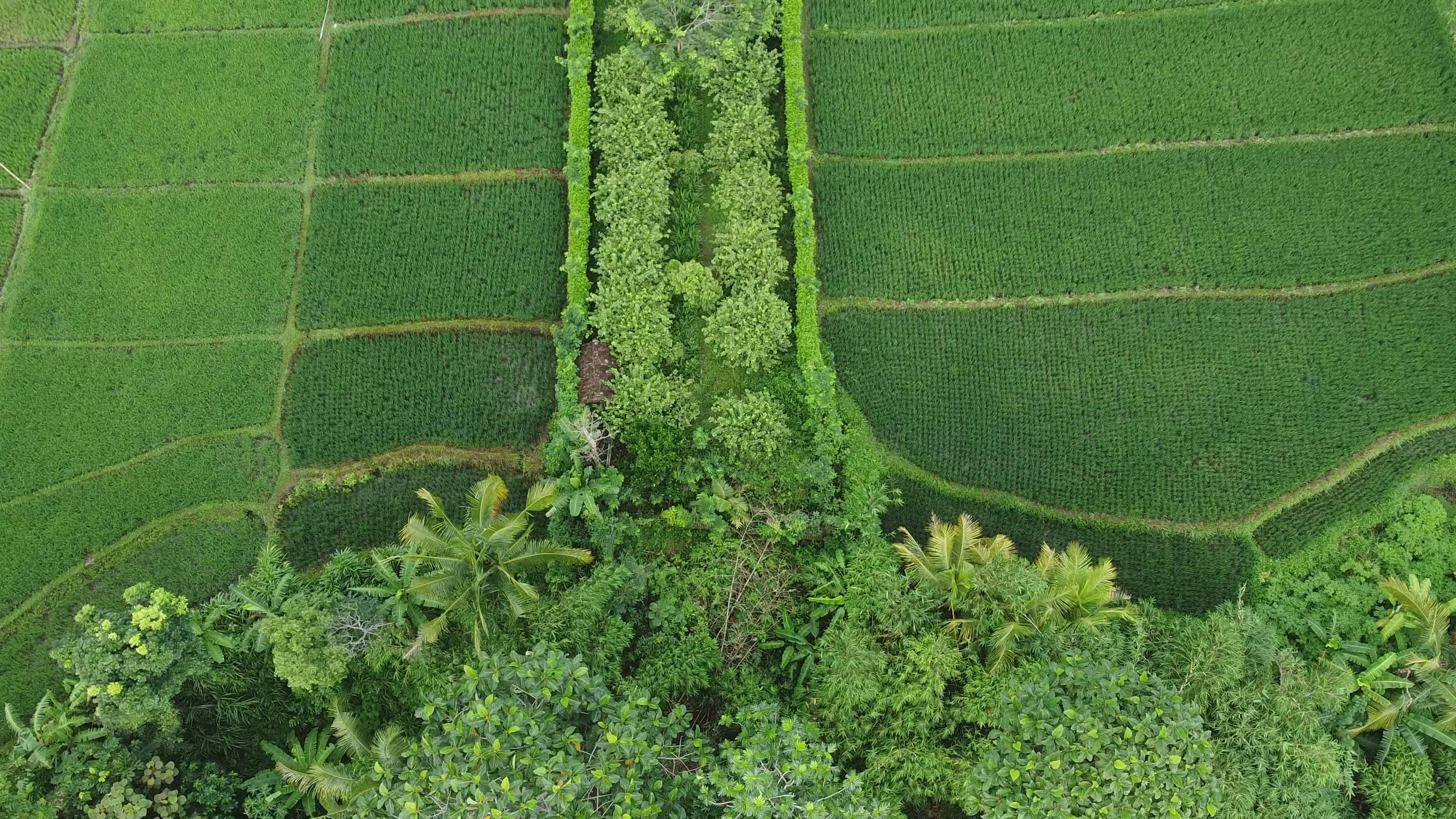 Video by Bernard Roderick