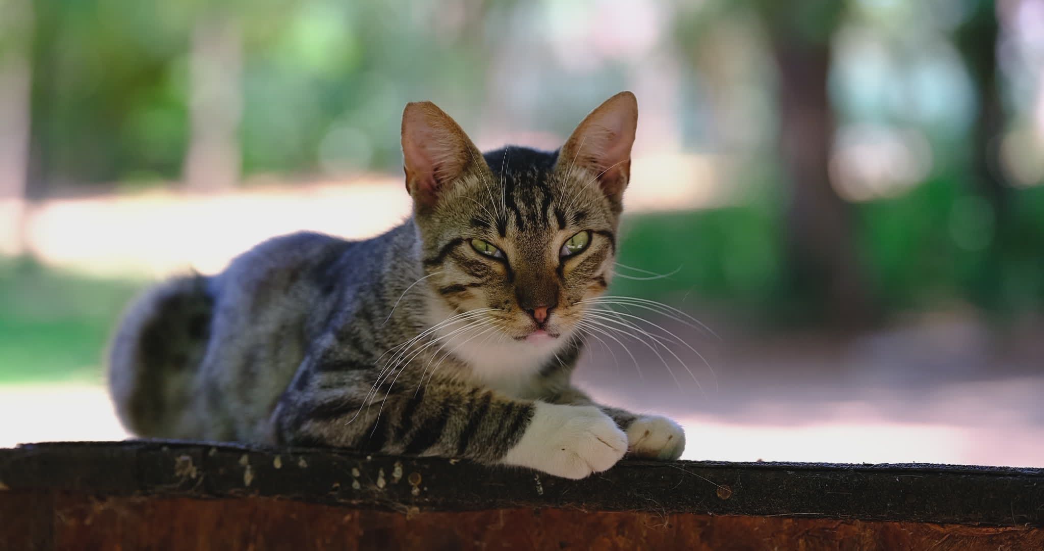 Cat Sitter Videos Download The Best Free 4k Stock Video Footage Cat