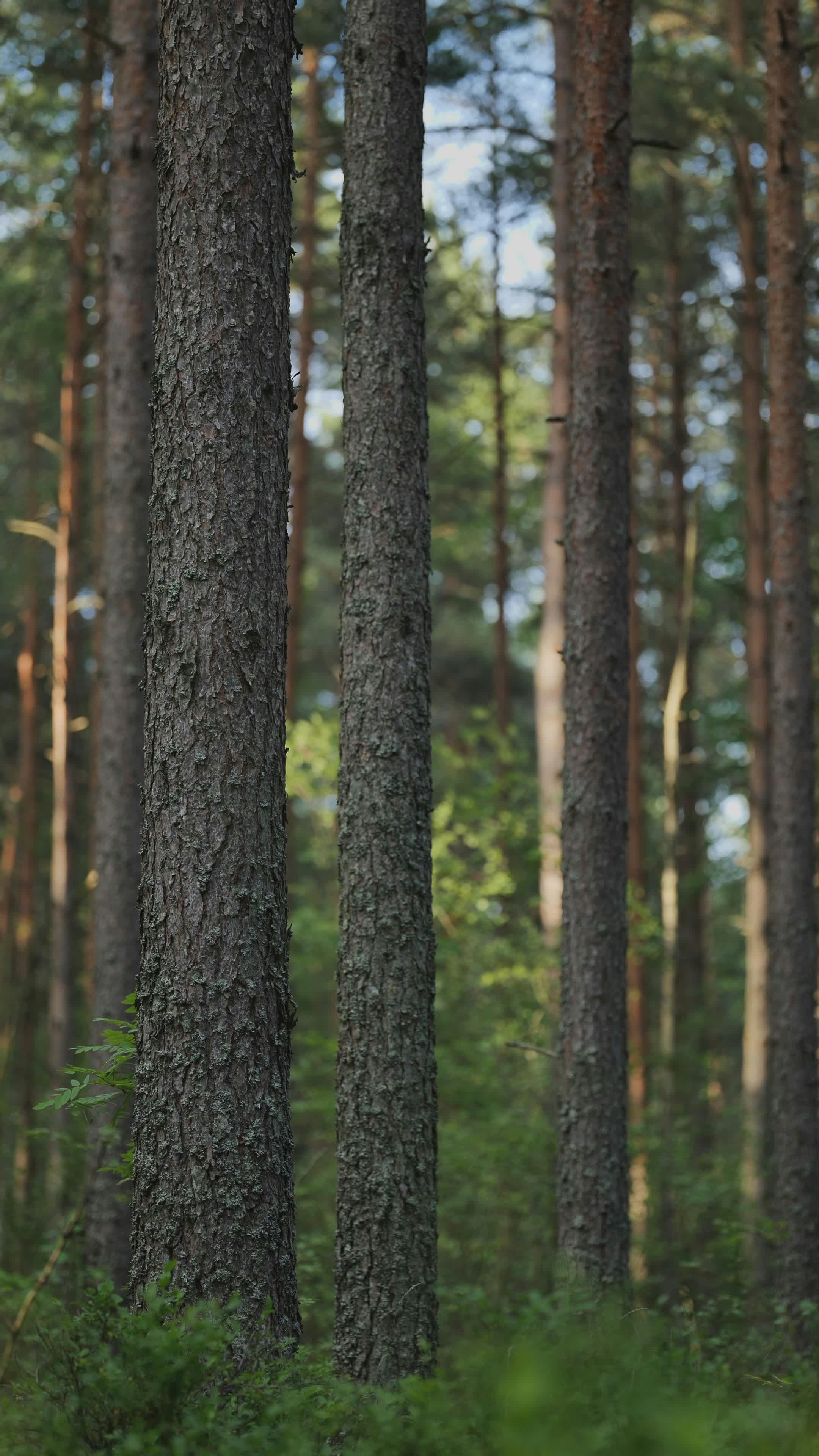 serene pine forest with tall tree trunks 32848154