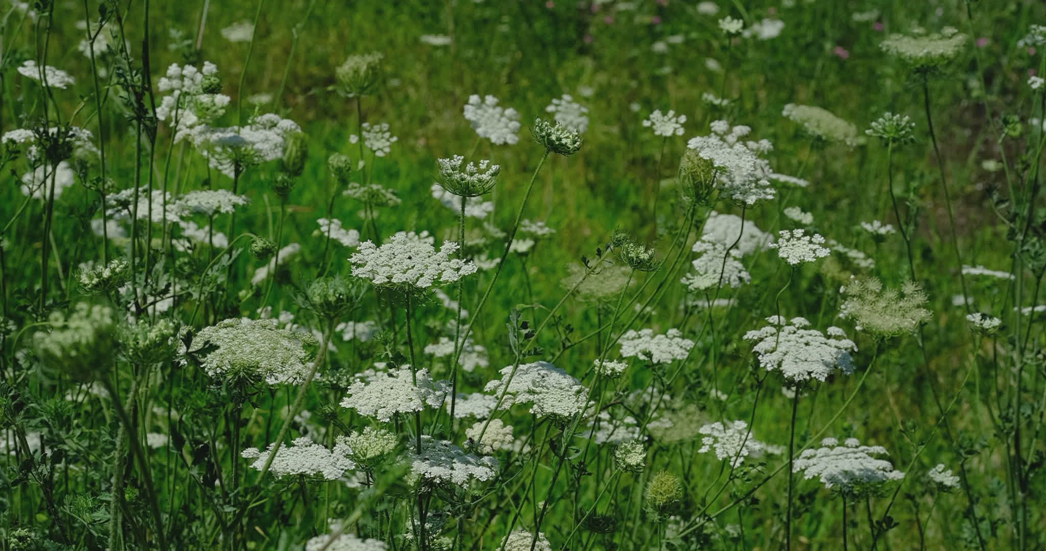 Lush Meadow of White Wildflowers in Bloom Free Stock Video Footage ...