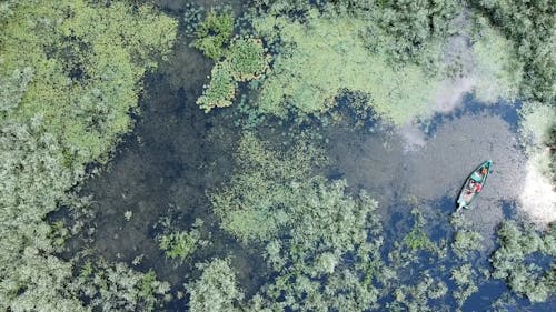 Water Plants Growing And Visible Over A Swamp Surface