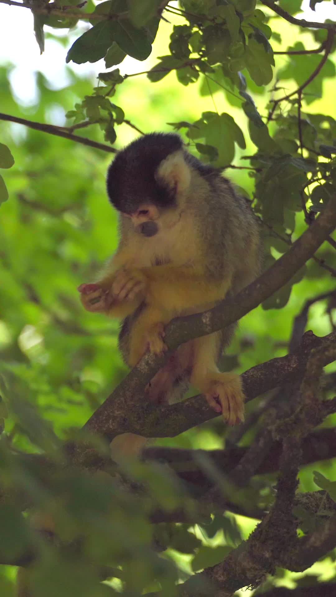 Gray Langur Monkey Feeding in Indian Wildlife Habitat Free Stock Video ...