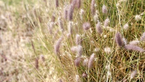 Wild Grass Flowers Growing In The Wild