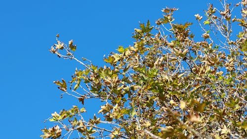 Boombladeren In De Herfstseizoen