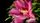 hibiscus flower