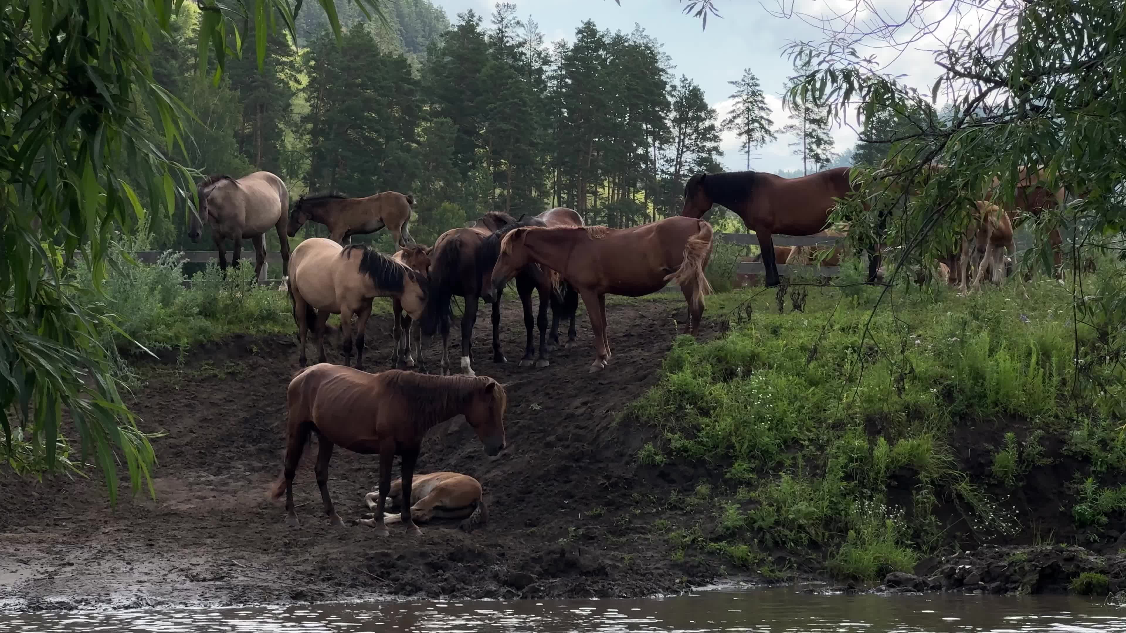 Wild Horses Videos, Download The BEST Free 4k Stock Video Footage ...