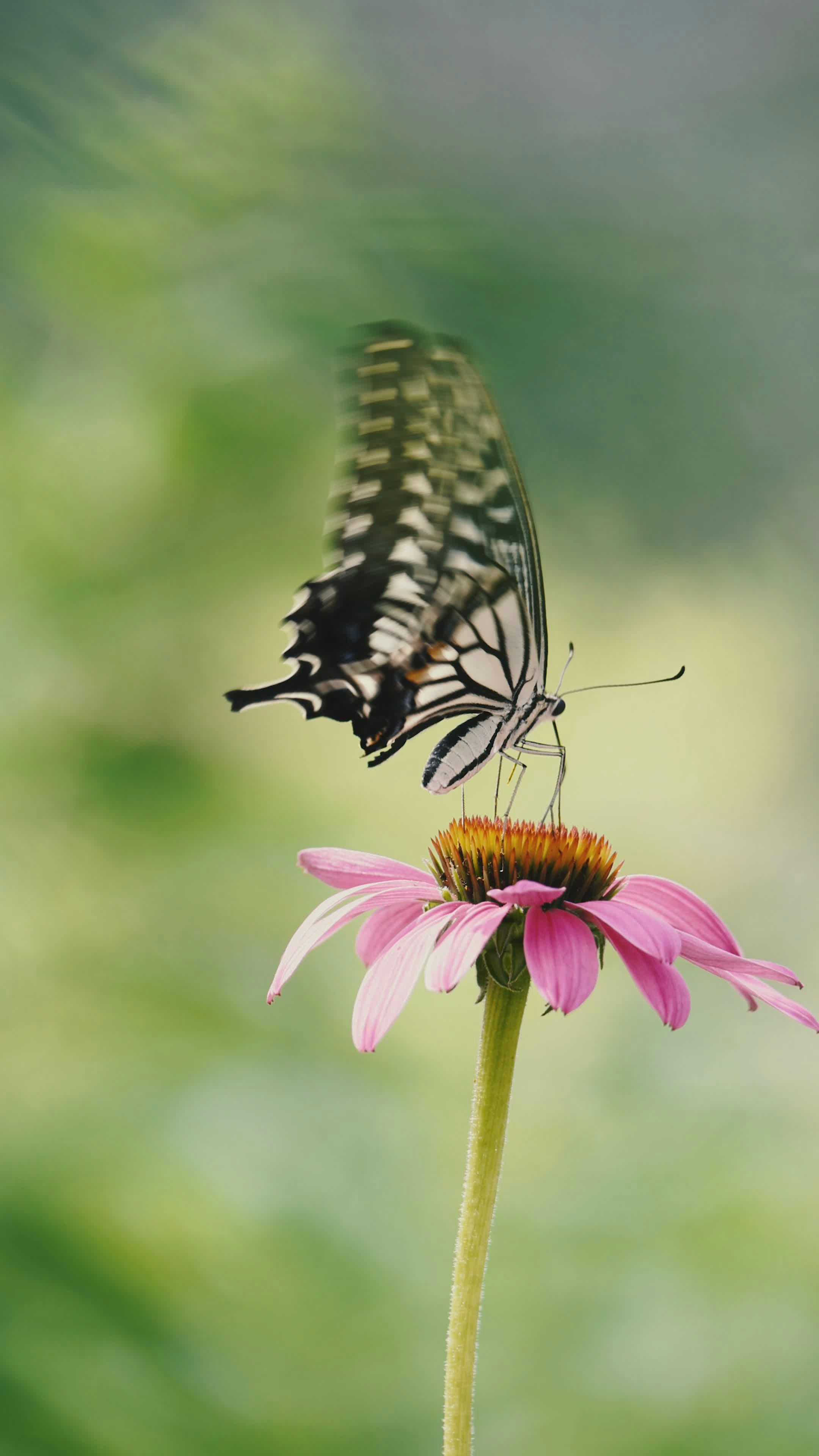 舞台美女张含韵4k手机壁纸