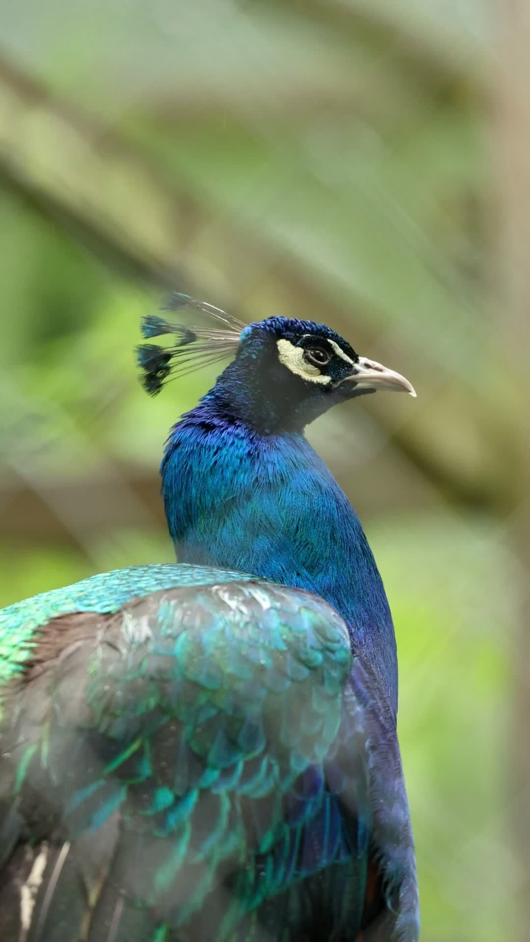 Vibrant Peacock in Natural Habitat Free Stock Video Footage, Royalty ...