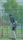 cricket player