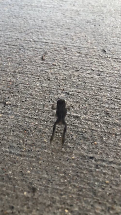 A Frog Leaping On A Concrete Pavement