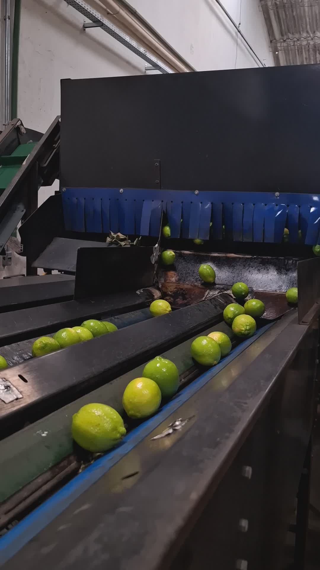 Automated Lime Sorting on Conveyor Belt in Factory Free Stock Video ...