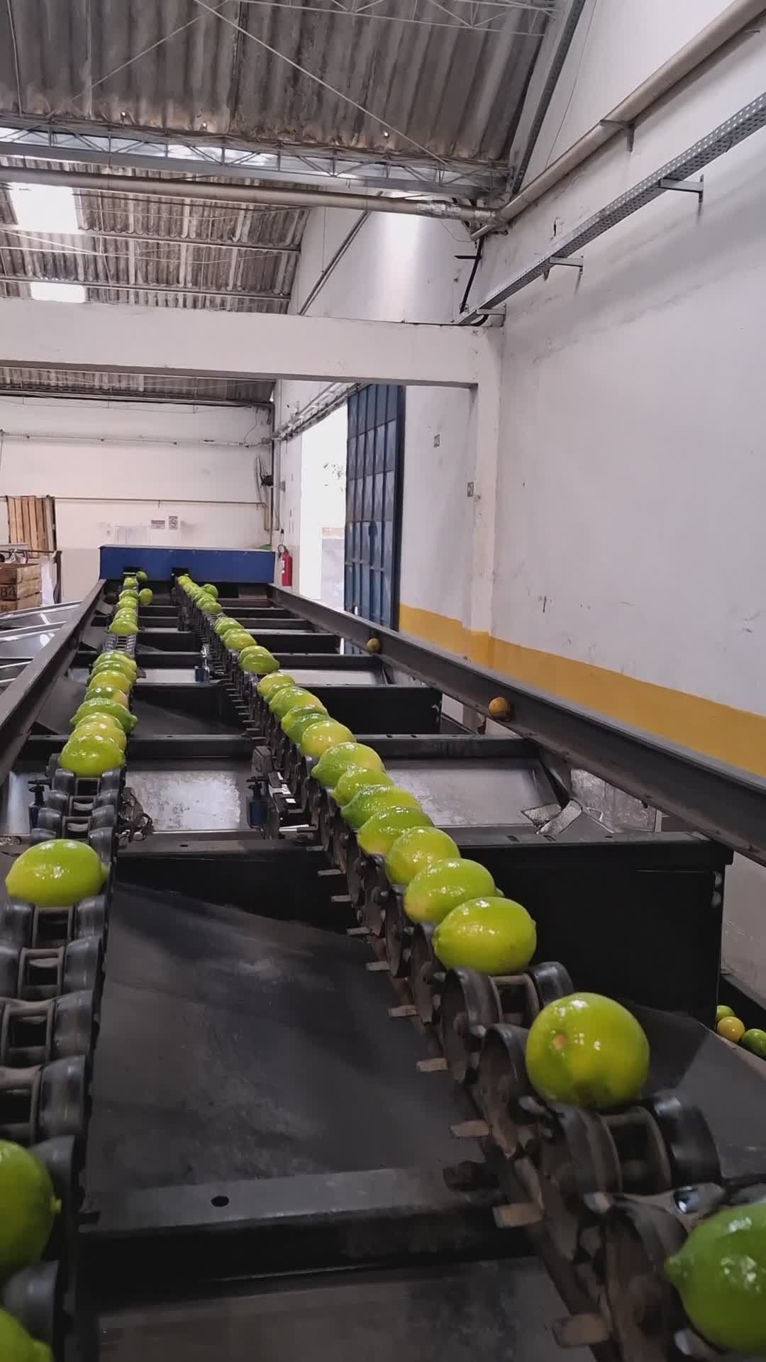 Lime Sorting on Conveyor Belt in Factory Free Stock Video Footage ...