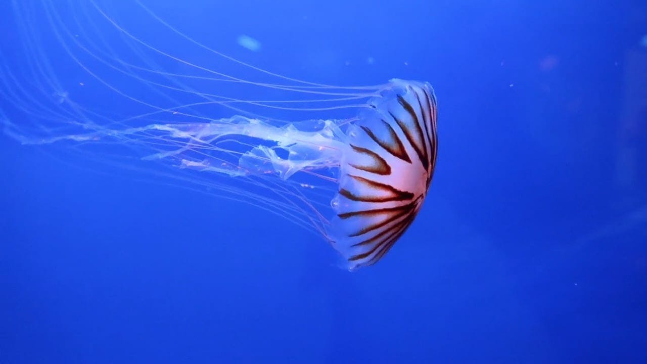 A Group Of Jellyfish Swimming Underwater At Display In An Aquarium ...