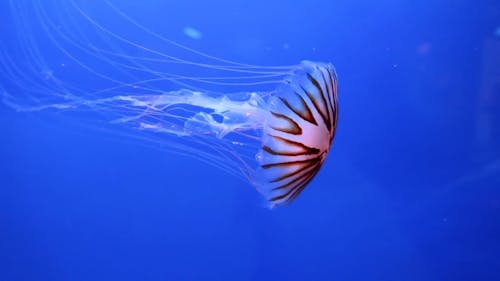 A Group Of Jellyfish Swimming Underwater At Display In An Aquarium