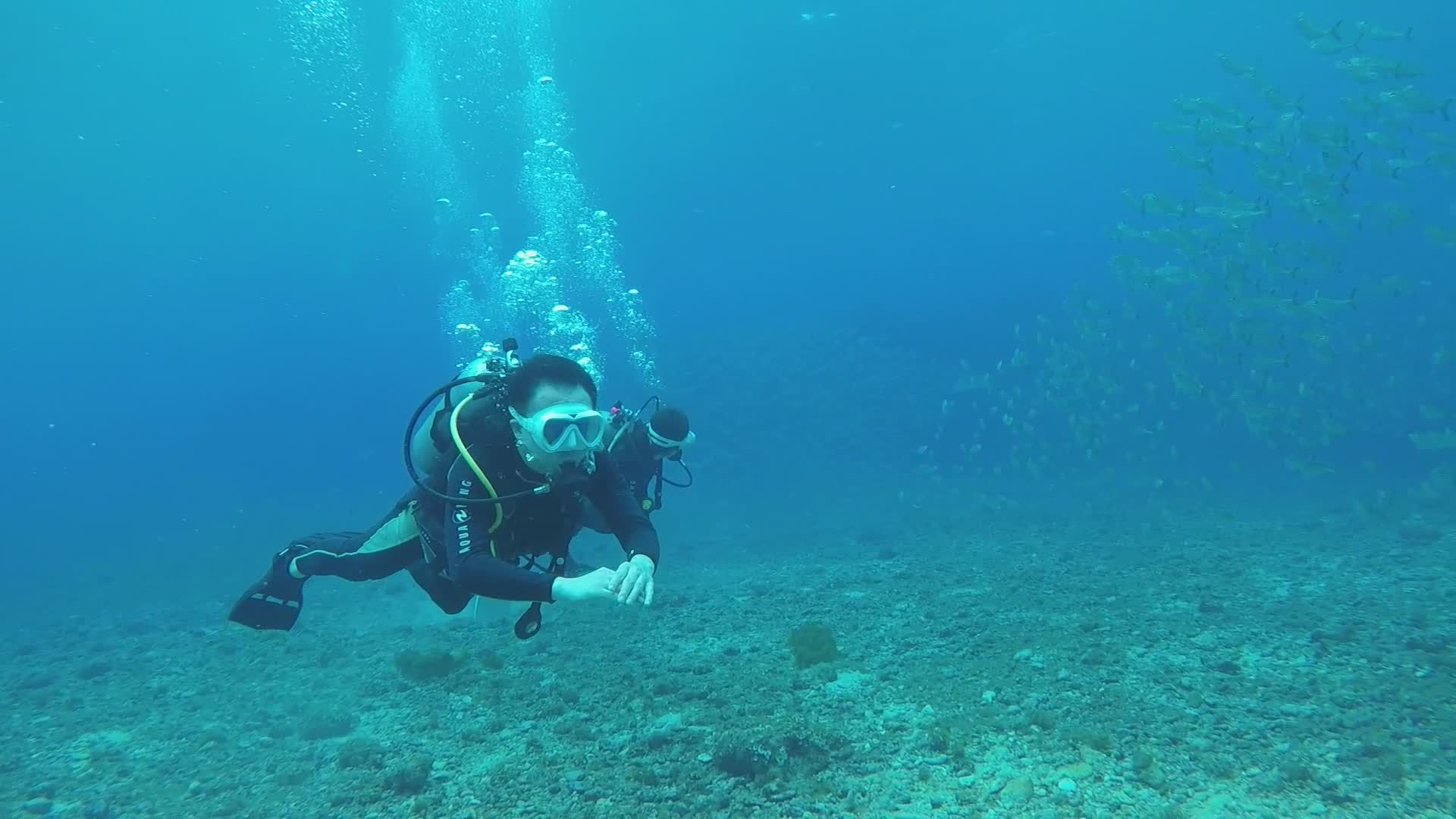 Diving Tour Operator video
