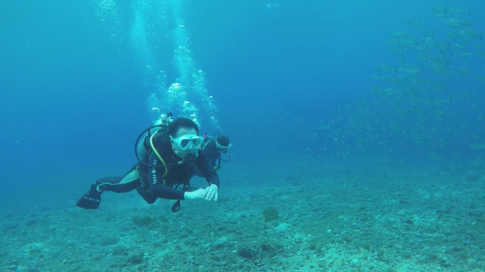 Scuba Diver Exploring Underwater Coral Reef Free Stock Video Footage ...