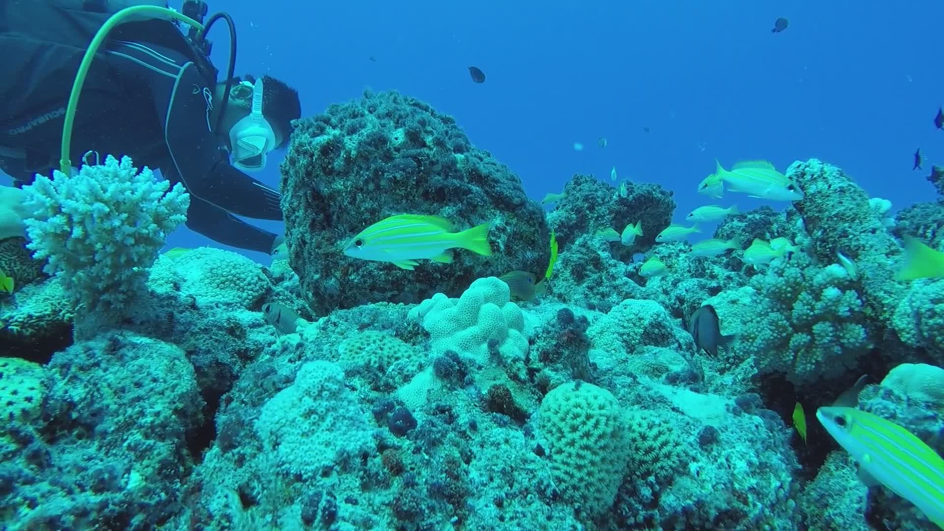 Scuba Diver Exploring Vibrant Coral Reef Underwater Free Stock Video ...