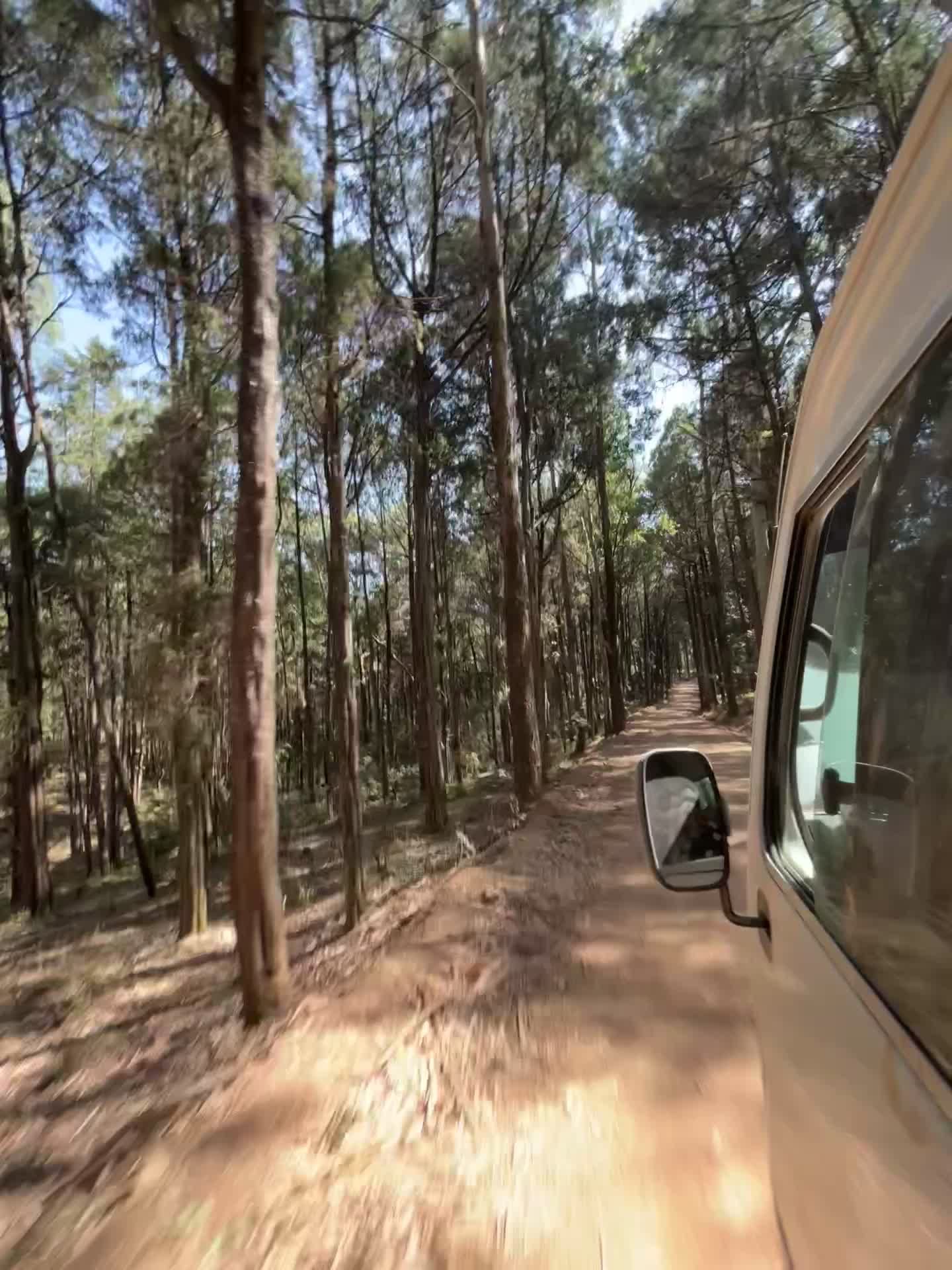 scenic forest drive on a dirt road 32990645