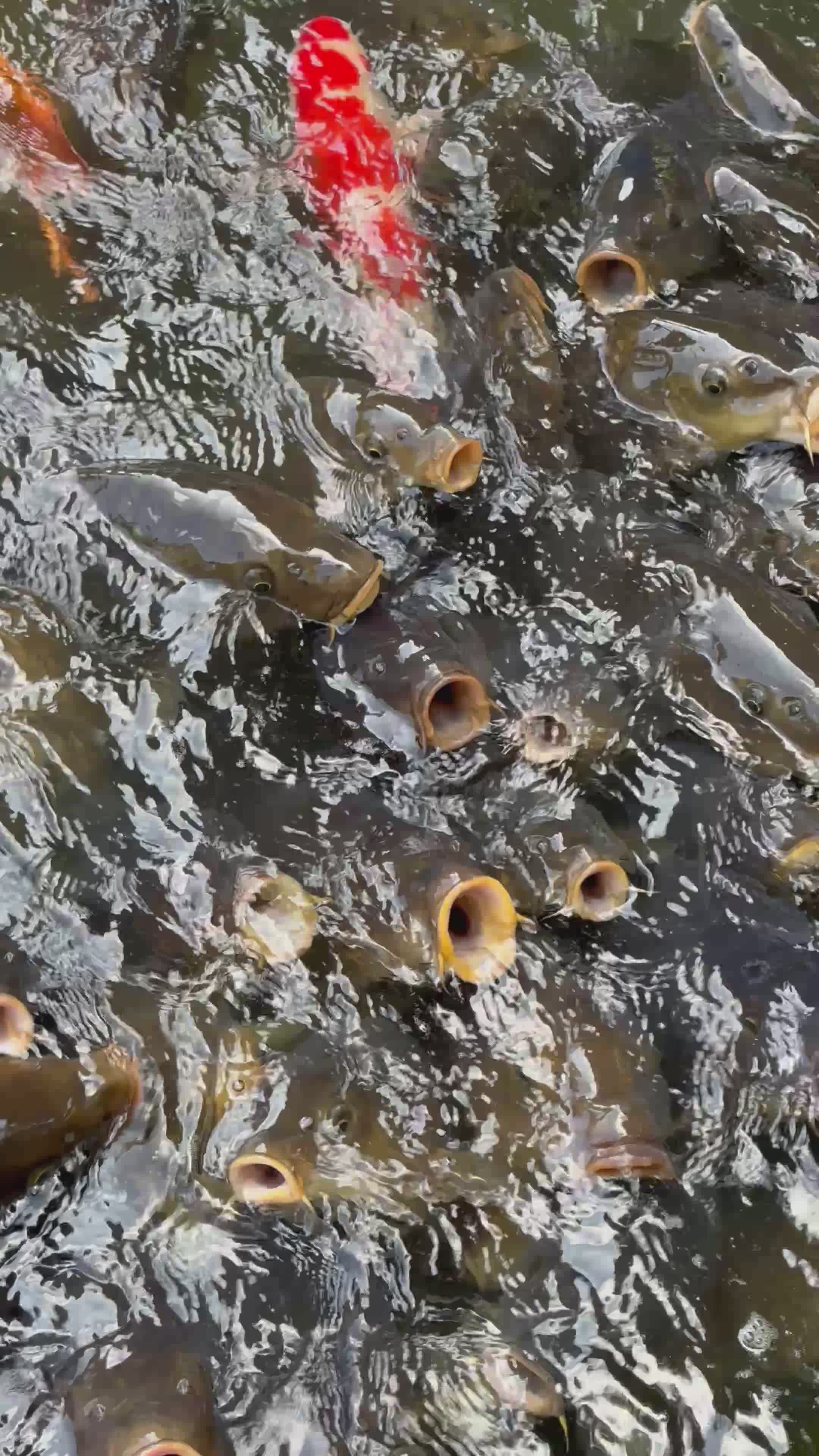 Close Up on Wiggling Fishes Free Stock Video Footage, Royalty-Free 4K ...