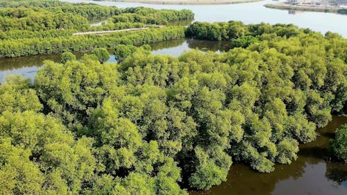 Drone Footage Of Trees Surrounded By A Body Of Water