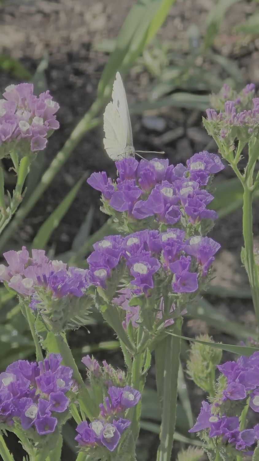 Butterfly on Vibrant Purple Flowers in Bloom Free Stock Video Footage ...