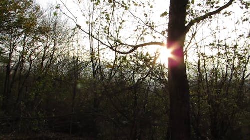 A Tree Trunk Covering The Ray Of The Sun