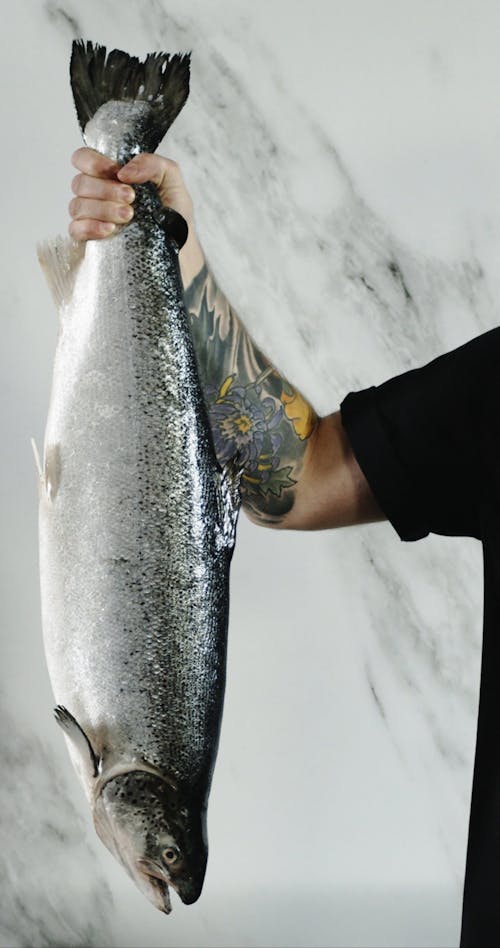 Fish Videos, Download The BEST Free 4k Stock Video Footage & Fish HD Video Clips Fish Videos, Download The BEST Free 4k Stock Video Footage & Fish HD Video Clips