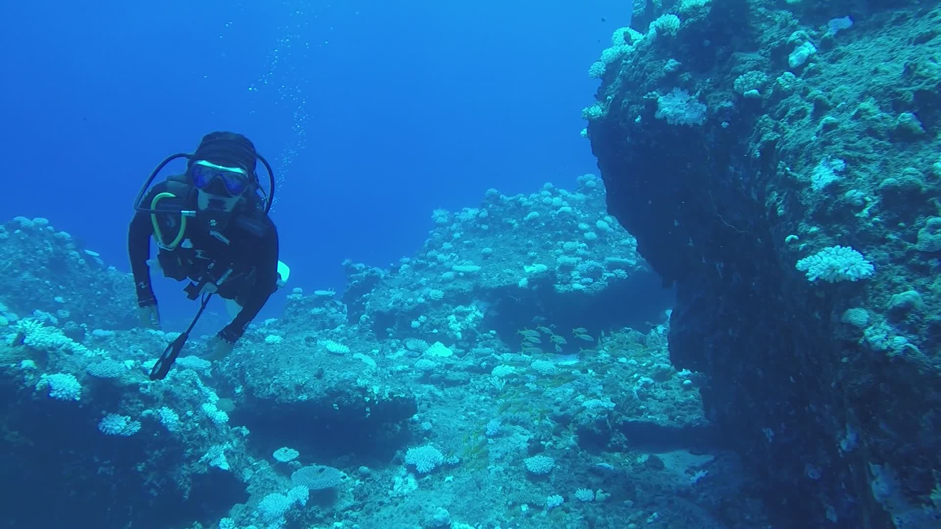 Scuba Diver Exploring Vibrant Coral Reef Free Stock Video Footage ...