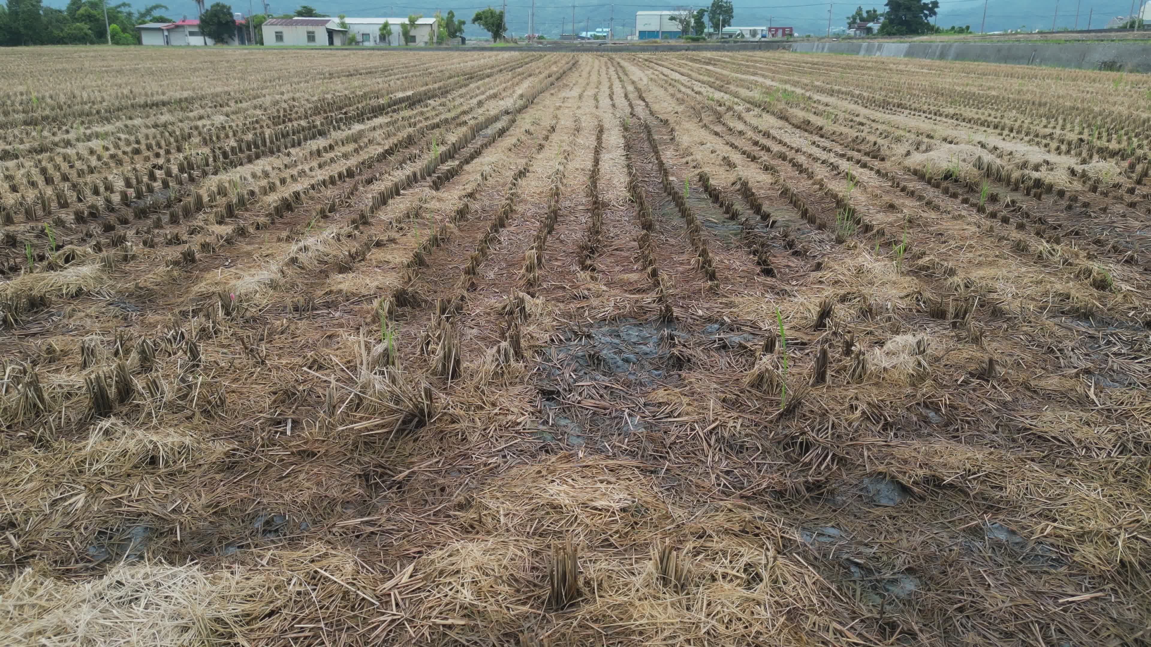 Aerial View of Harvested Rice Field at Daytime Free Stock Video Footage ...