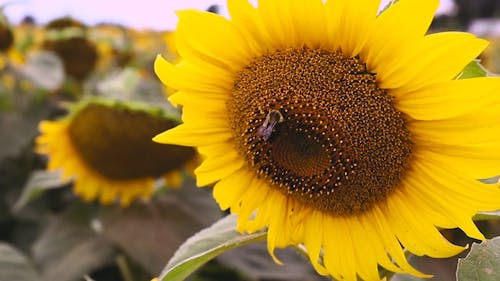 A Bee Feeding On A Sunflower Disk Florets