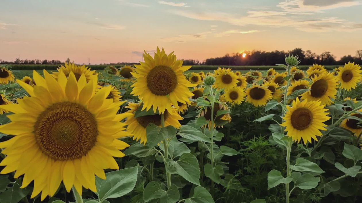 Sunflower Field at Sunset – Nature's Beauty Free Stock Video Footage ...