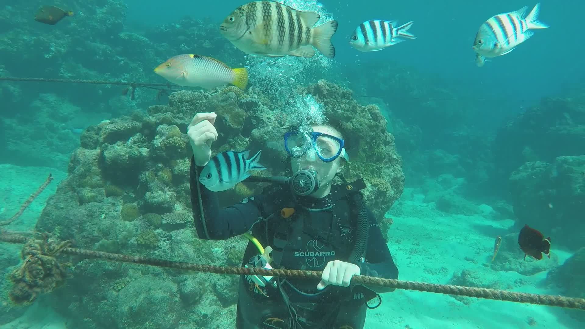 Scuba Diver Exploring Vibrant Coral Reef Free Stock Video Footage ...