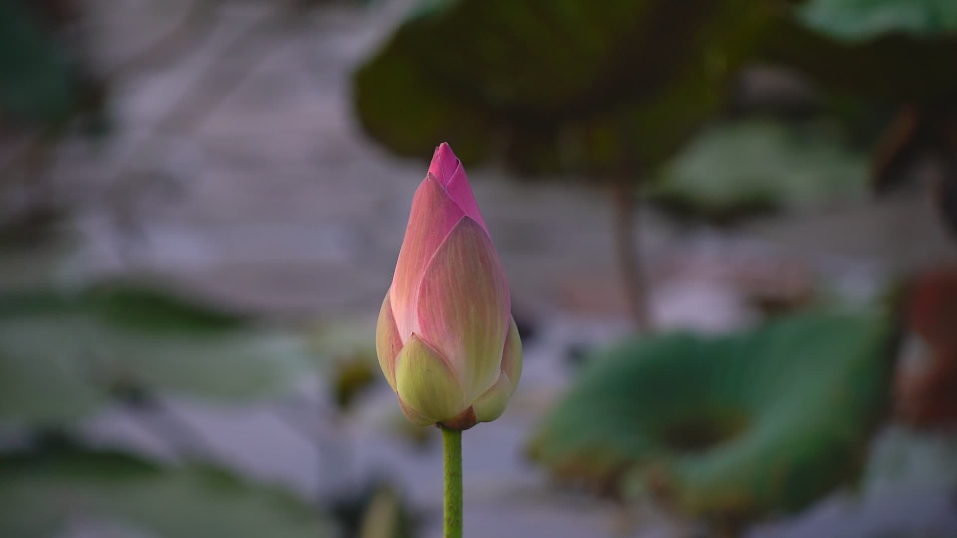 Video by HỨA QUANG THỚI