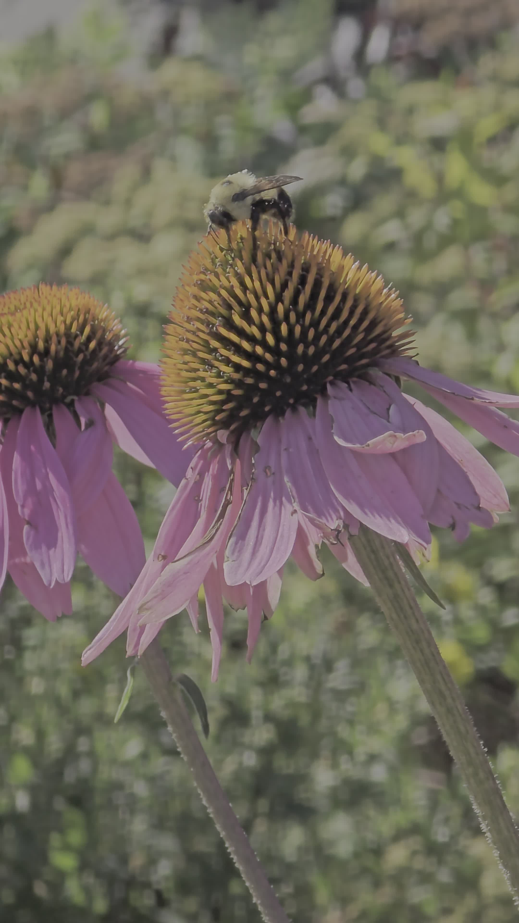 Summer Insects Videos, Download The BEST Free 4k Stock Video Footage ...