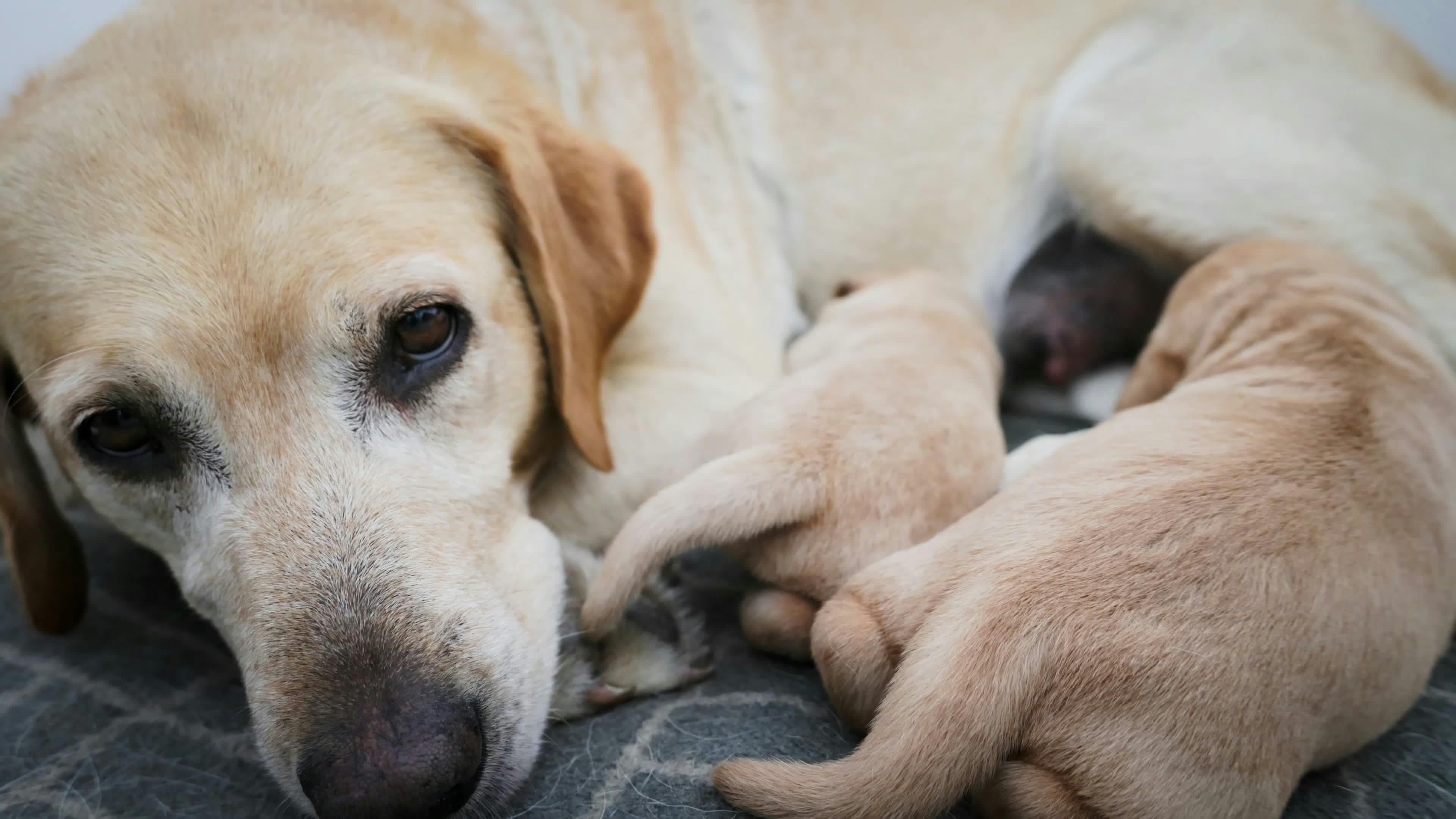 Cockapoo Puppies Videos, Download The BEST Free 4k Stock Video Footage ...