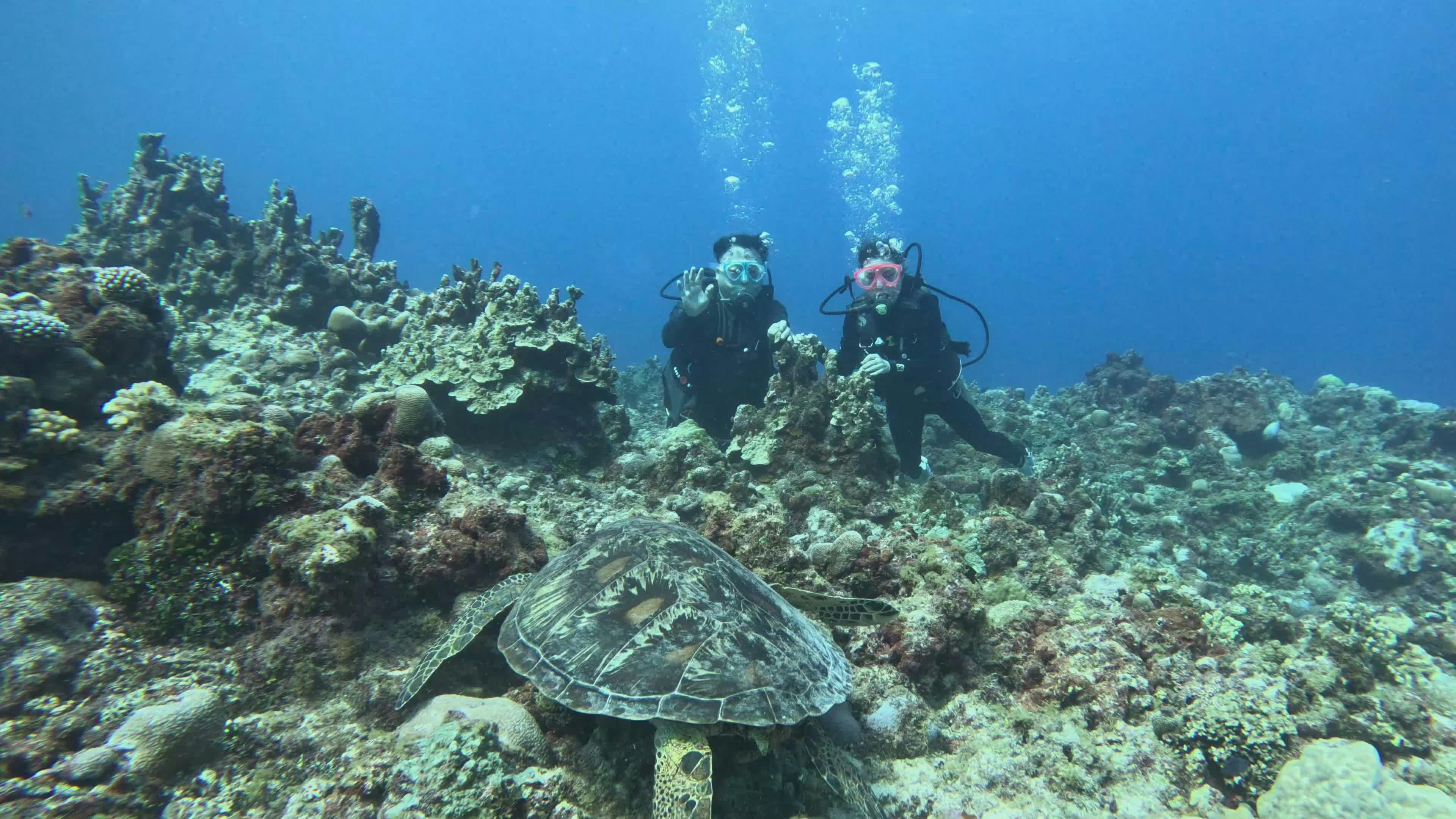 Clamp Shell Videos, Download The BEST Free 4k Stock Video Footage ...