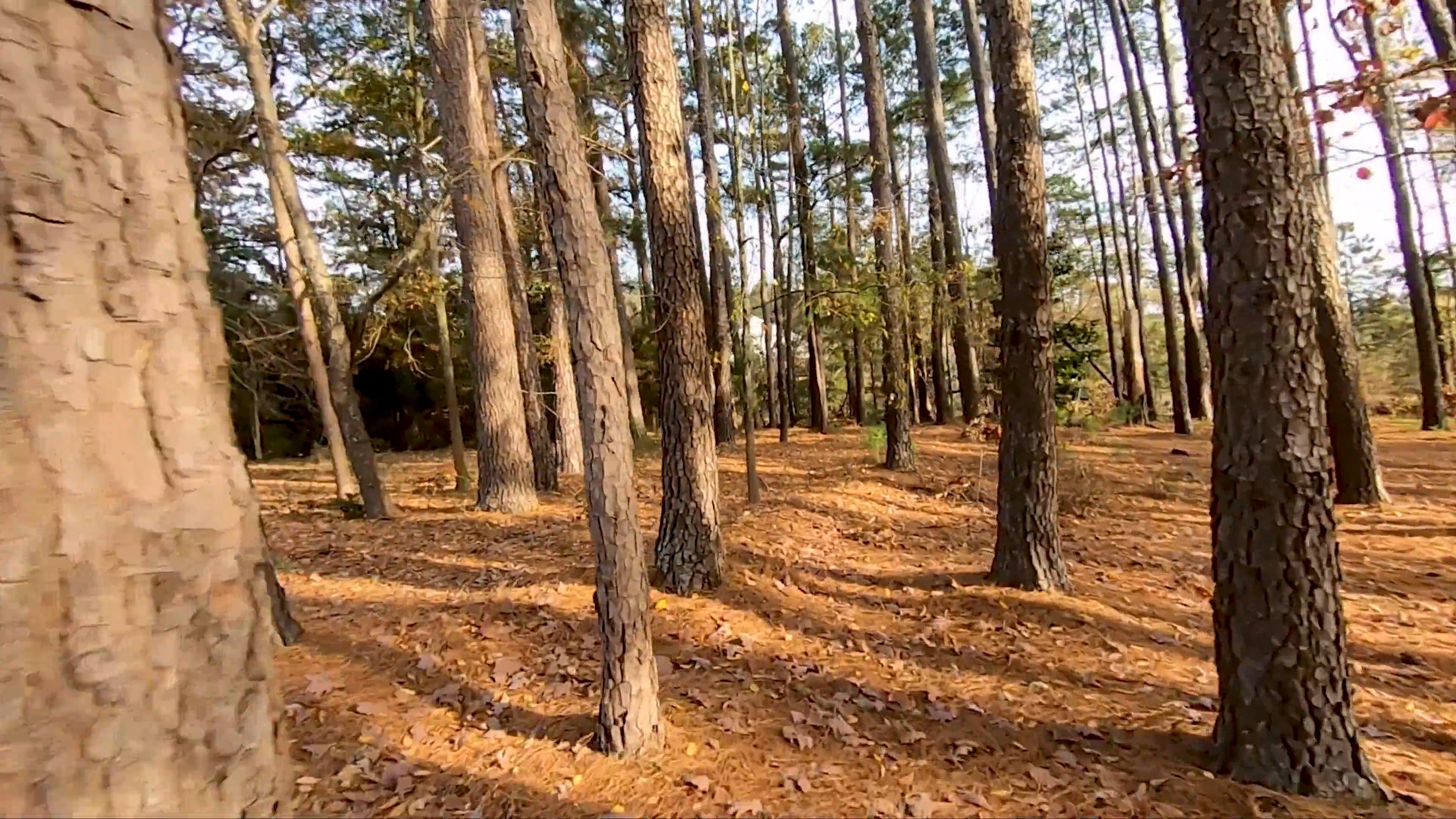 Drone Footage Of A Forest Park · Free Stock Video