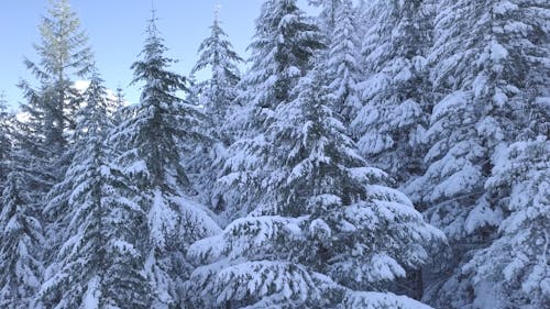 Video Of Snowy Trees 