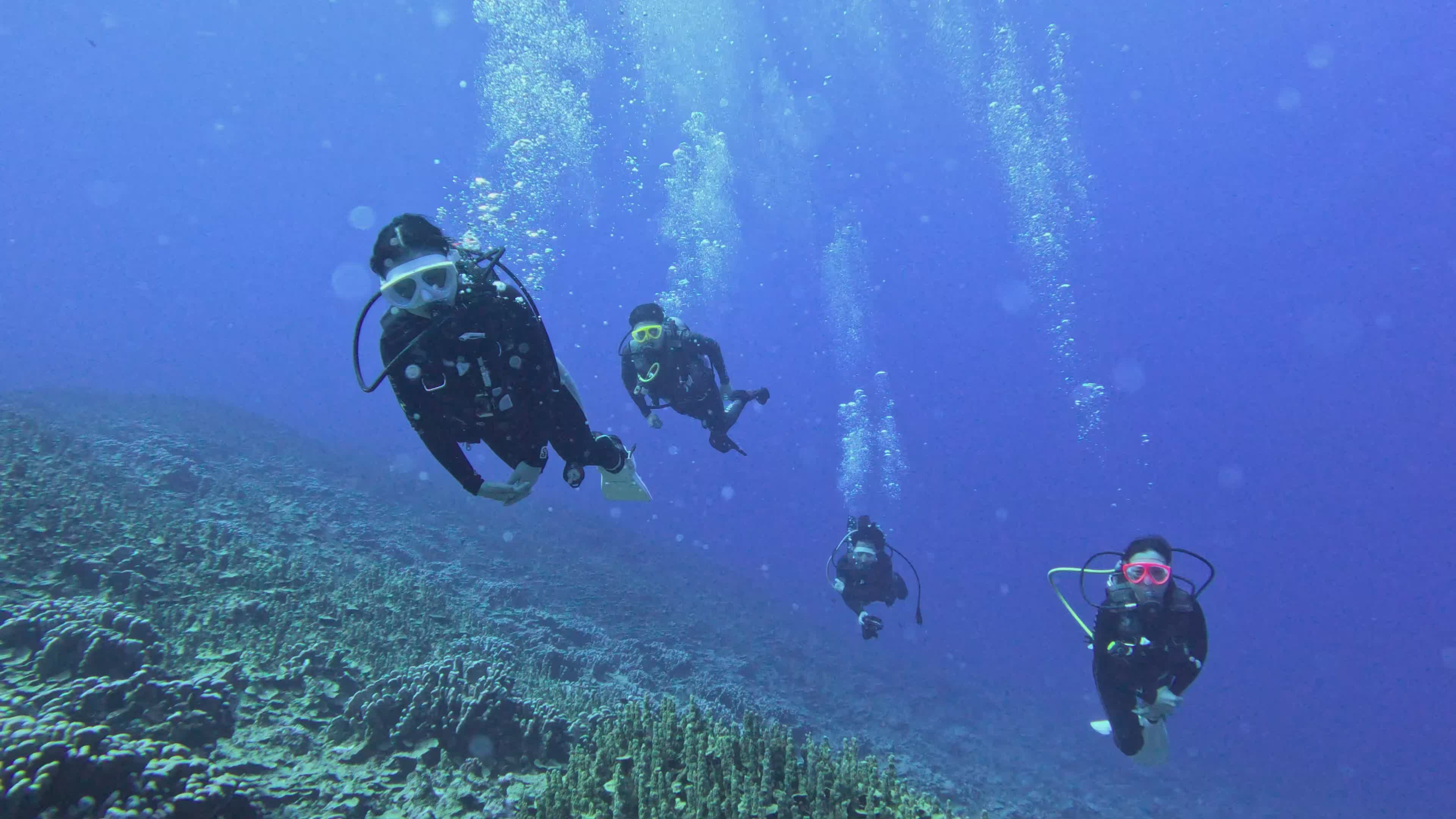 Scuba Divers Exploring Vibrant Coral Reefs Free Stock Video Footage ...