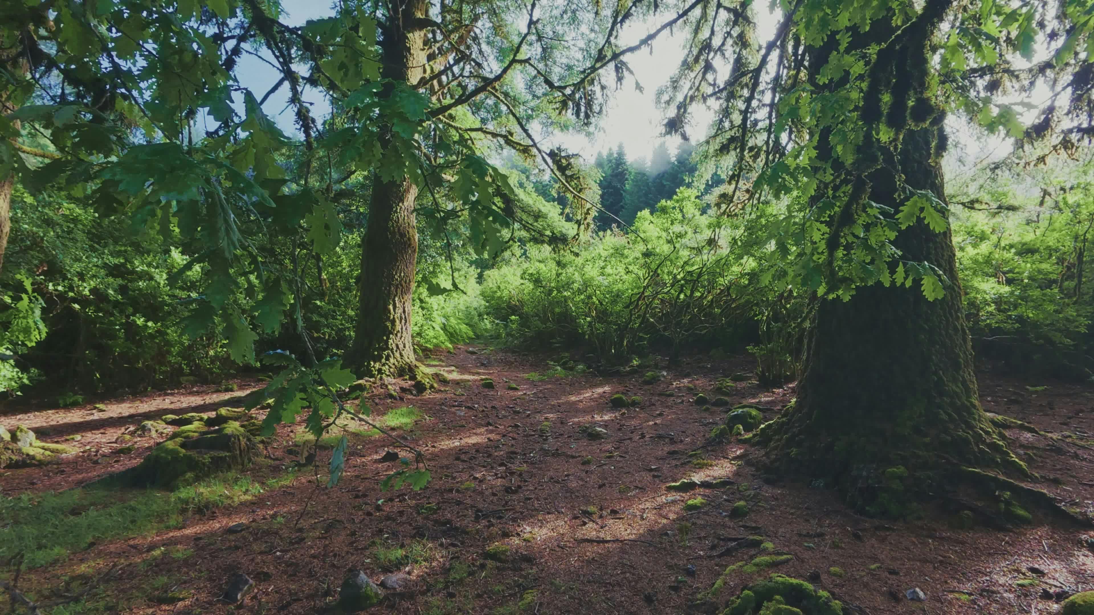 Video by Ben Kyselka