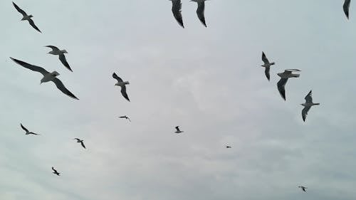 空を飛んでいるカモメの群れ
