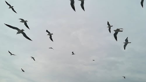 Um Bando De Gaivotas Voando No Ar