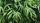 green plants
