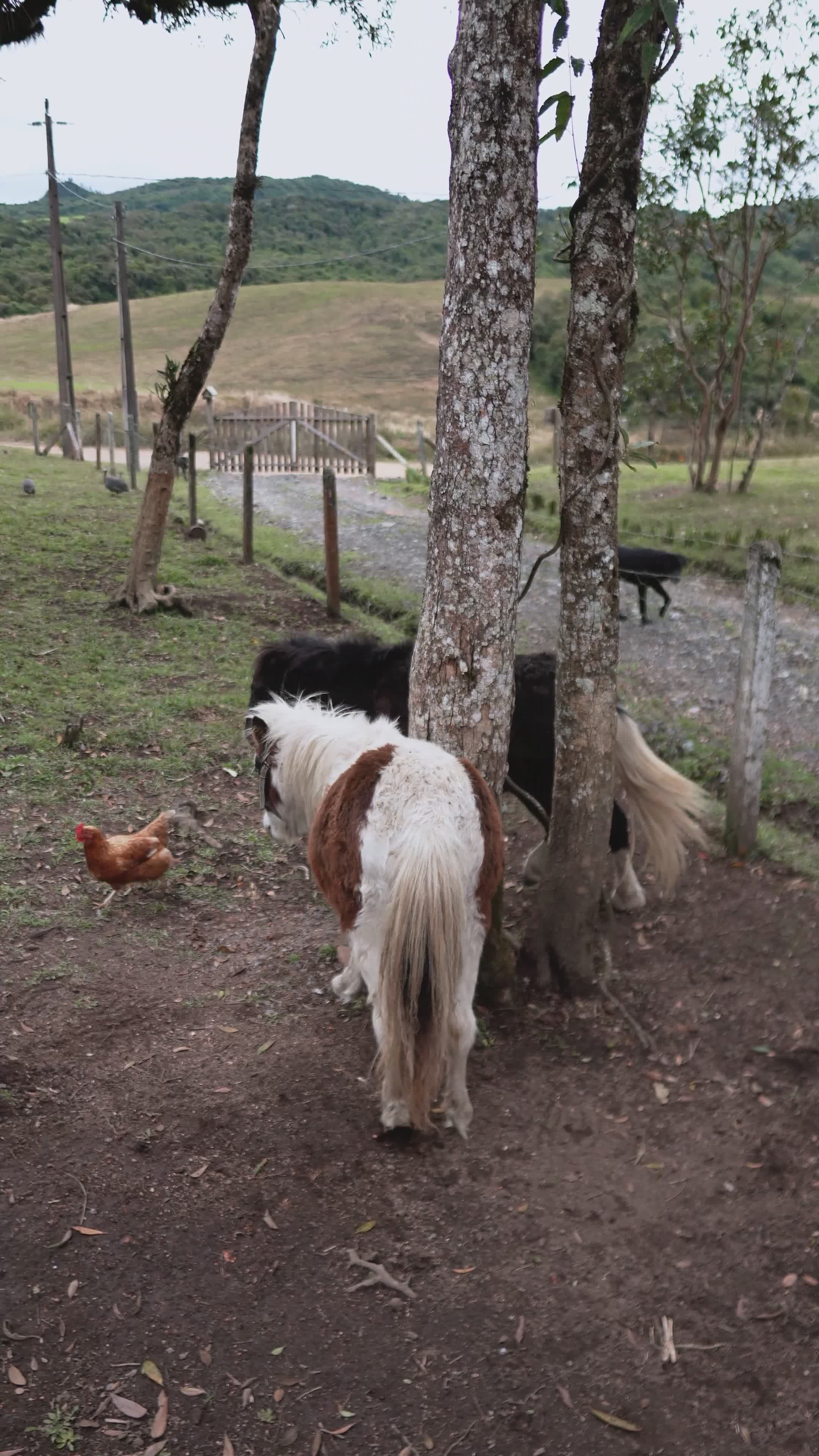 Charming Ponies and Chickens in Pastoral Scene Free Stock Video Footage ...