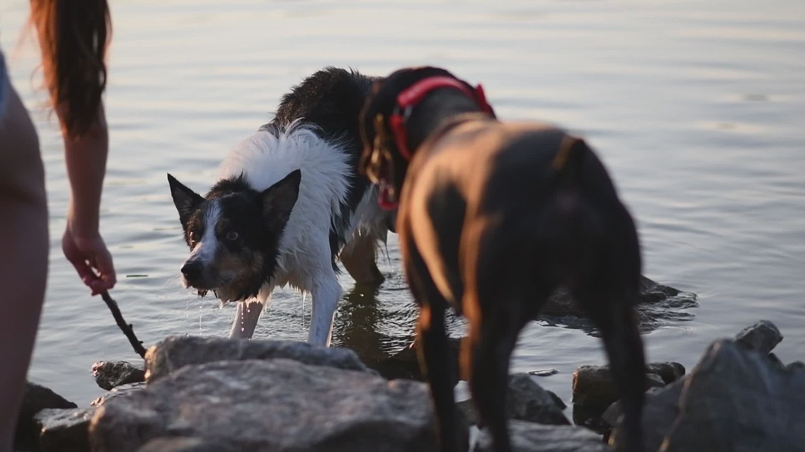 Dogs Playing in the Water Free Stock Video Footage, Royalty-Free 4K ...